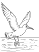 Albatross landing on the water coloring page