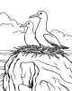 Albatross Coloring Page