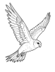 American kestrel in flight coloring page