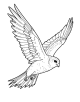 American Kestrel Coloring Page