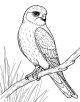 American Kestrel Coloring Page