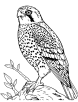 American kestrel looking for prey coloring page