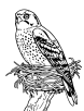 American kestrel nest coloring page