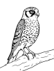 American kestrel perched coloring page