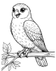 American Kestrel Coloring Page