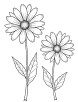 Aster flower close-up coloring page