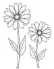 Aster Flower Coloring Page