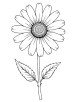 Aster flower illustration coloring page