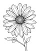 Aster flower in bloom coloring page