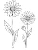 Aster flower meadow coloring page