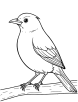 Blackbird bird watching coloring page