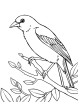 Canary bird coloring page