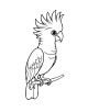 Cockatoo Coloring Page