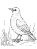 Common blackbird in folklore coloring page