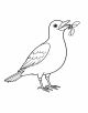 Common Blackbird Coloring Page