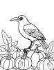 Crow bird with pumpkins coloring page