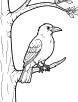 Crow on a tree coloring page