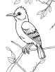 Cuckoo bird sitting on a branch coloring page