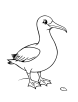 Cute albatross coloring page