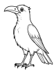 Detailed crow coloring page