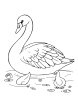 Graceful swan on a lake coloring page