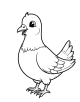 Pigeon Coloring Page