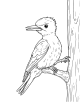 Woodpecker Coloring Page