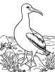 Large albatross bird coloring page