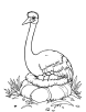 Ostrich nesting coloring page