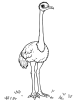 Ostrich Coloring Page