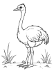 Ostrich with a long neck coloring page