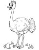 Ostrich Coloring Page