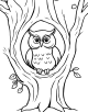 Owl Coloring Page