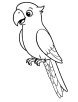 Parrot with a long tail coloring page