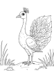 Peacock in nature coloring page