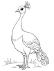 Peacock standing tall coloring page