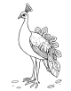 Peacock Coloring Page