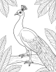 Peacock Coloring Page