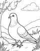 Pigeon Coloring Page