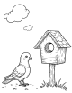 Pigeon Coloring Page