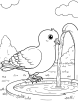 Pigeon drinking water coloring page