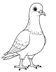 Pigeon Coloring Page