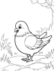 Pigeon near a cobblestone path coloring page