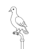 Pigeon Coloring Page