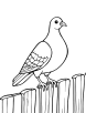 Pigeon perched on a fence coloring page