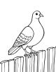 Pigeon Coloring Page