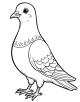 Pigeon Coloring Page