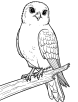 Printable American Kestrel coloring page