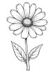 Realistic aster flower coloring page