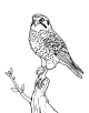 American Kestrel Coloring Page